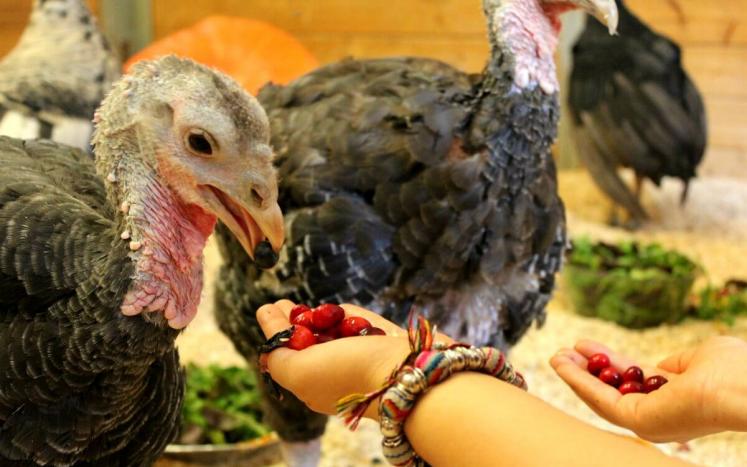 Turkeys Being Fed By Hand